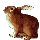 Konijn - Lapin à la flamande