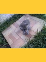 Image de tamcavalier