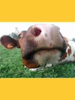 Image de grosnounours70