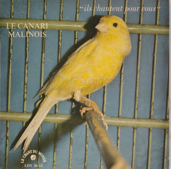 Georges Albouze - rossignol philomèle, Le