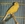 Vignette de Georges Albouze - Le canari malinois