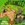 Vignette de Jungle Rock Stars - Le roi de la jungle