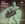 Vignette de Tommy Steele - Cannibal pot