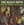Vignette de The Beach Boys - Help me Rhonda