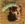 Vignette de Anne Murray - Snowbird