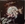 Vignette de Walter Murphy - Mostly Mozart