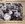 Vignette de Spike Jones and his City Slickers - Der Fuehrer's face